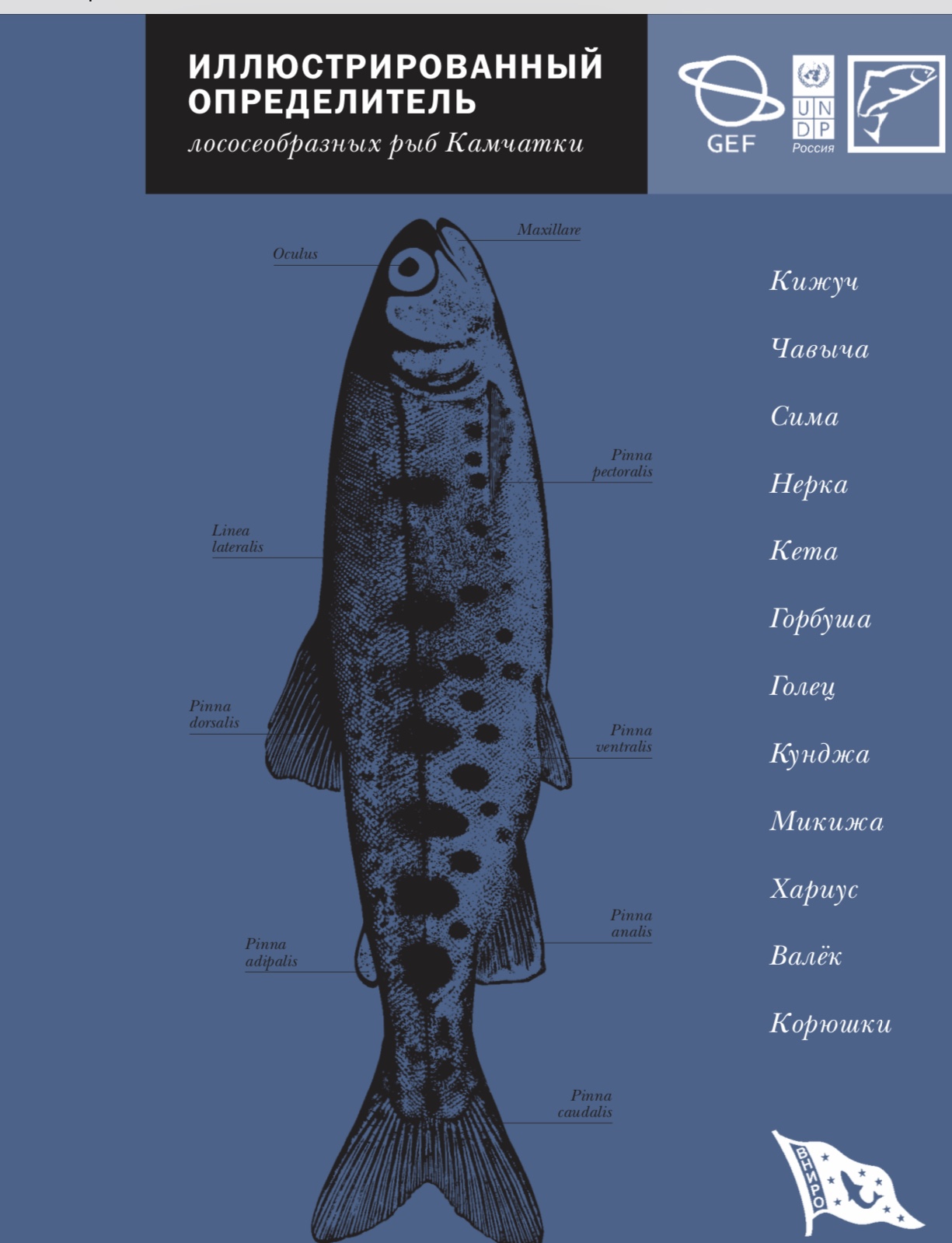 ИЛЛЮСТРИРОВАННЫЙОПРЕДЕЛИТЕЛЬ лососеобразных рыб Камчатки